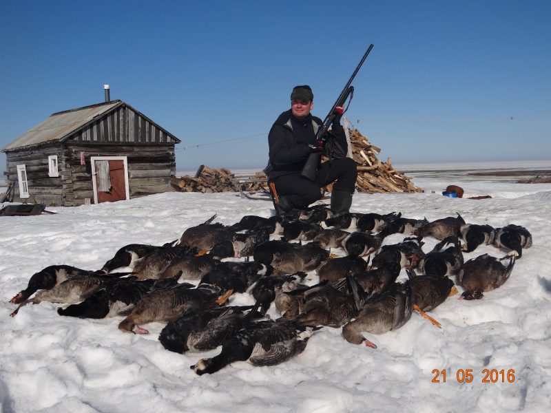 Гуси Заполярья. Охота на гуся в Архангельской области на островах белого моря. Охота на пролёте. Охота ру форум