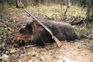 Wild boar Кабан 009