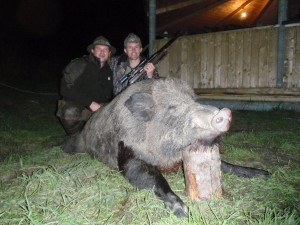 Wild boar Кабан 011