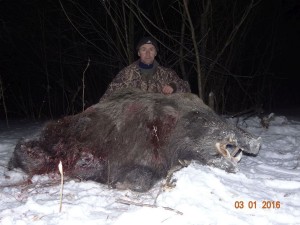 Wild boar Кабан 016