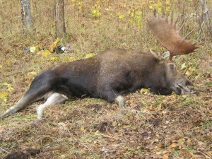 Kamchatka moose Лось 038